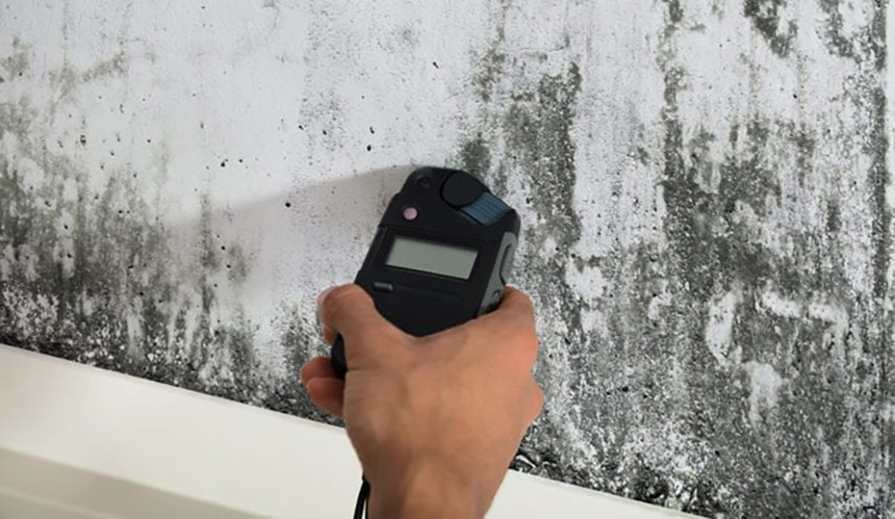 Mould Remediation Mould Removal Port Coquitlam